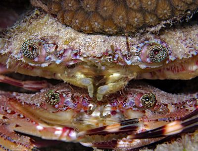 Sculling Crabs