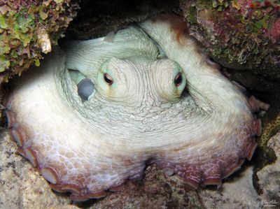 Octopus insularis