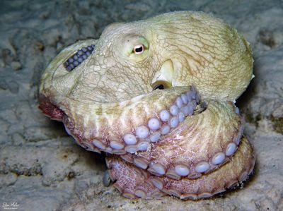 Octopus insularis