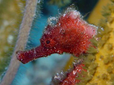 Red Seahorse