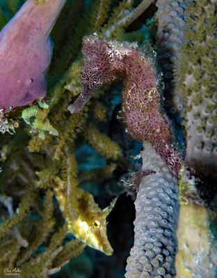 Seahorse & Friend
