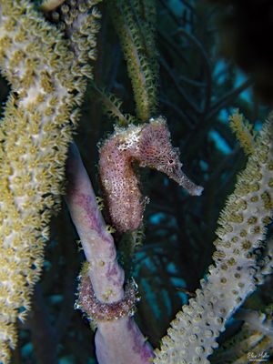 Seahorse