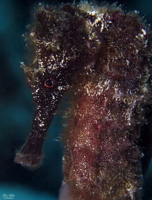 Longsnout Seahorse
