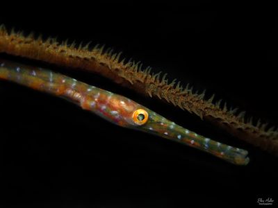 Baby Trumpetfish