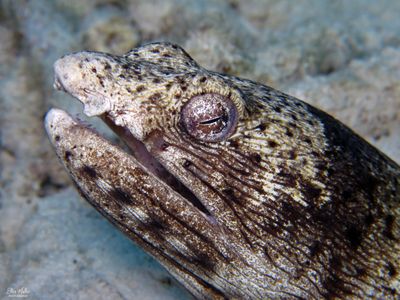 Spotted Snake Eel