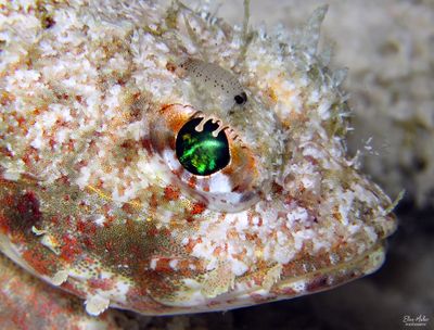 Mushroom Scorpionfish Eye & Isopod