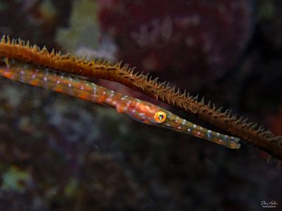 Baby Trumpetfish