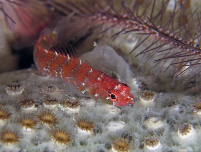 Springer's Blenny (juv)
