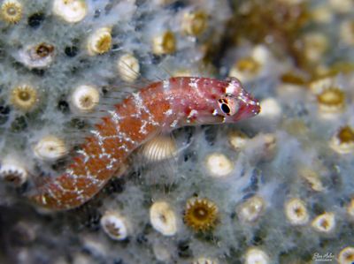 Springer's Blenny (juv)