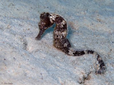 SS Seahorse 
