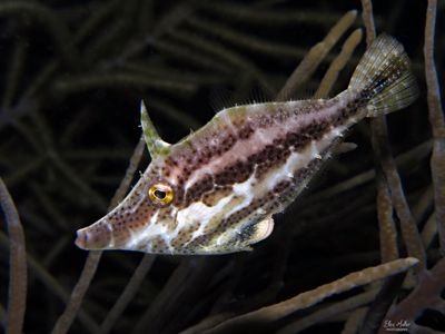Slender Filefish