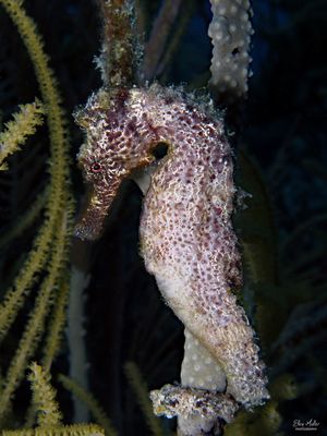 Male Seahorse