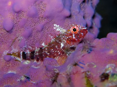 Blackedge Triplefin 
