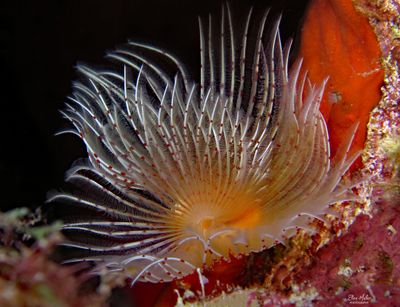 Horseshoe Worm