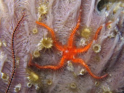 Orange Brittle Star