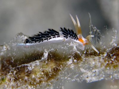 Learchis evelinae