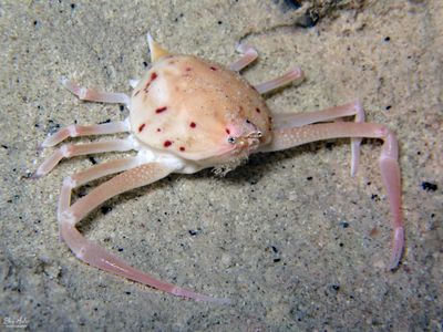 Granulose Purse Crab