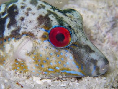 Red Eye?