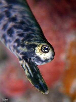 Queen Conch Eye