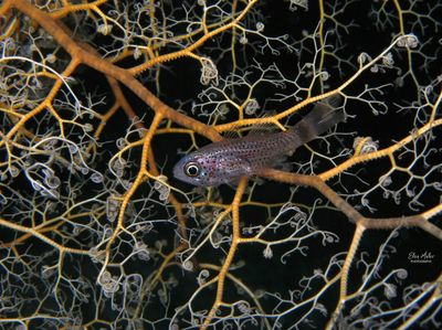 Dusky Cardinalfish & Basket Star