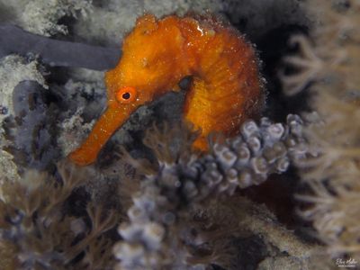 Shy Seahorse