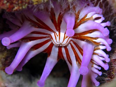 Club-Tipped Anemone