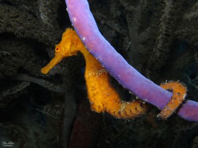 Shy Seahorse 2