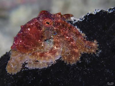 Two-spot Octopus