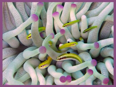 Bluehead Wrasses /Anemone