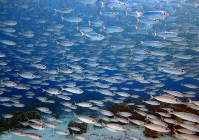 School of Scad