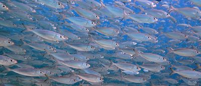 School of Scad