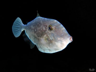 Unicorn Filefish