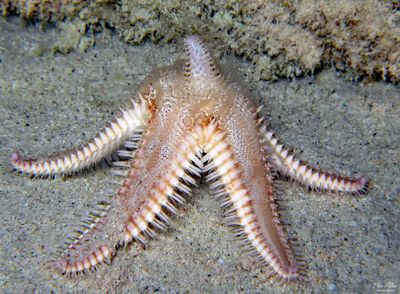  Two-spined Sea Star Spawning