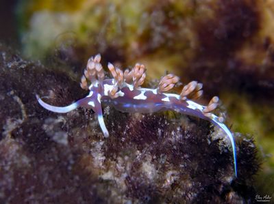 Flabellina engeli
