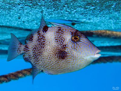 Gray Triggerfish