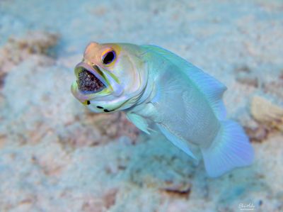 Yellowhead Jawfish with Eggs