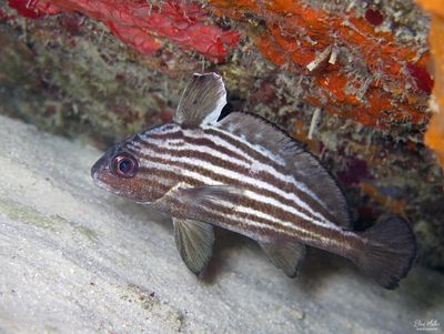 High-hat Fish