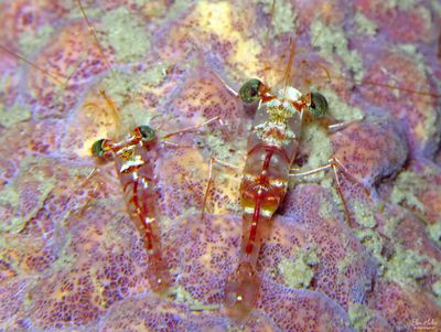 Red Night Shrimp