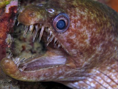 Viper Moray