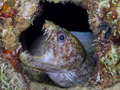 Viper Moray