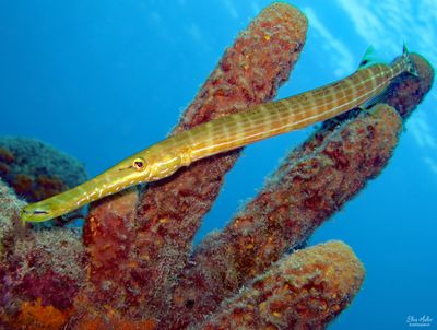 Yelow Trumpetfish