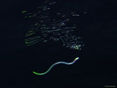 Larval Sharptail Eel