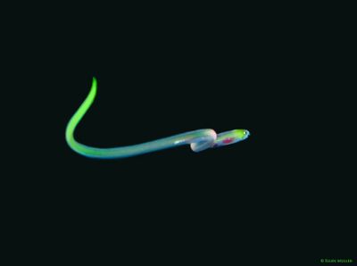 Larval Sharptail Eel