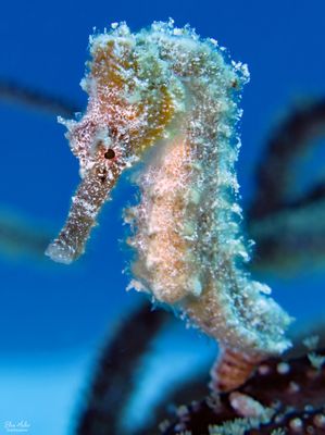 Small Female Seahorse