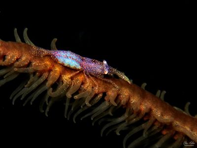 Wire Coral Shrimp