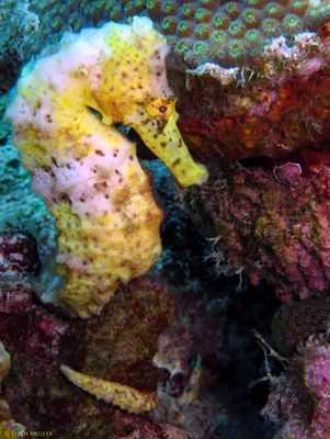 Yellow Seahorse