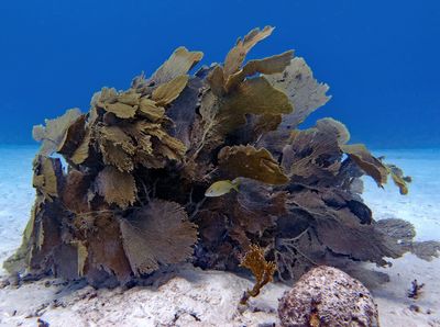 Layered Sea Fan