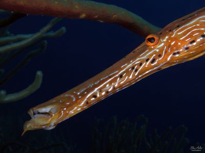 Trumpetfish
