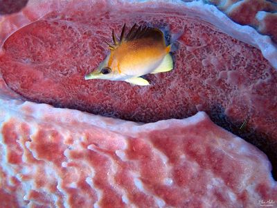 Longsnout Butterflyfish