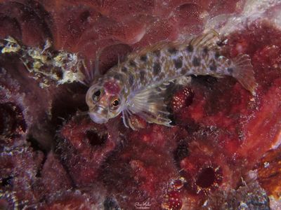 Chessboard Blenny
